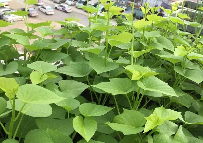 Rau lang phát triển xanh tốt chuẩn bị cho đợt thu hoạch ngọn đầu tiên