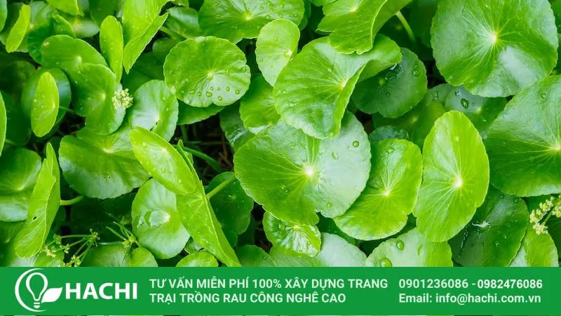 Cách trồng rau má bằng cành