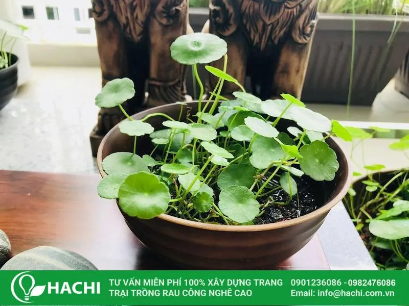 Cách trồng rau má bằng gốc