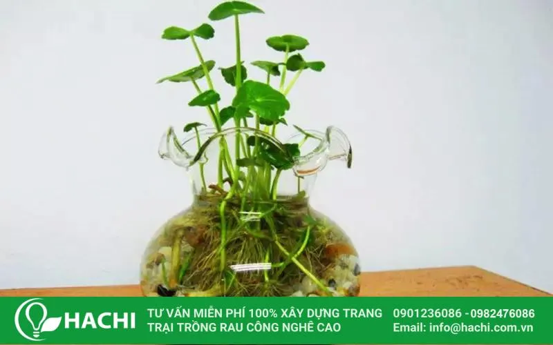 Cách trồng rau má thủy canh