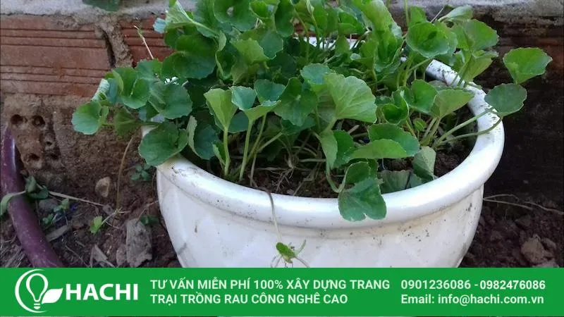 Cách trồng rau má bằng hạt trong chậu