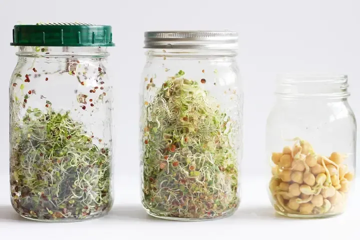 Khay rau mầm đang được trồng thành công bằng phương pháp khăn xô