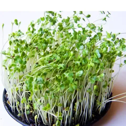 Rau mầm bông cải xanh đã thu hoạch, sẵn sàng sử dụng để tối ưu hoá sulforaphane