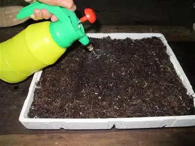 Lựa chọn hạt giống bông cải xanh chuyên dụng cho rau mầm