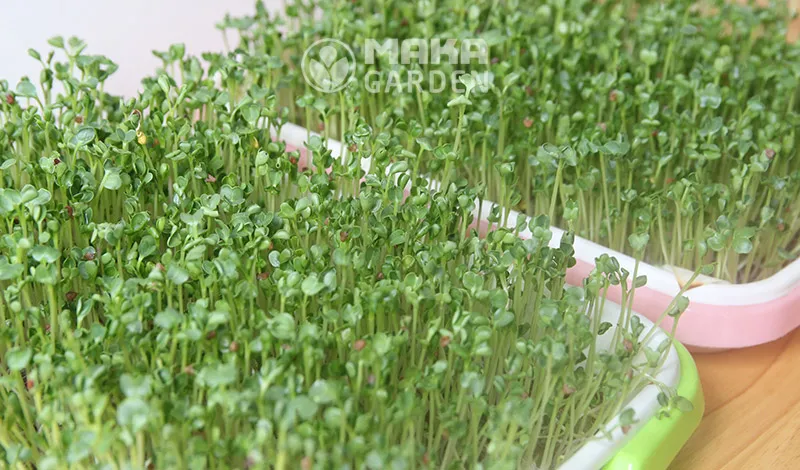 Hình ảnh tổng thể của một mẻ rau mầm đã phát triển xanh tốt, sẵn sàng để thu hoạch từ khay trồng