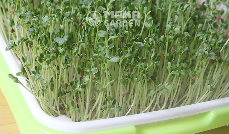 Rau mầm xanh tốt và khỏe mạnh được thu hoạch thành công, minh chứng cho phương pháp trồng rau mầm bằng khay hiệu quả