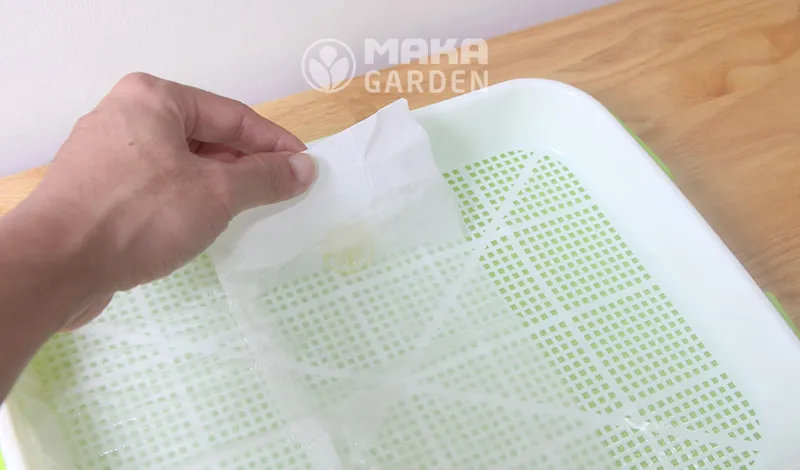 Trải lớp khăn giấy thấm hút đồng đều lên mặt khay lưới trồng rau mầm thủy canh