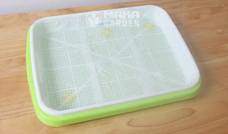 Chi tiết cách trải khăn giấy mỏng trên khay trồng để chuẩn bị cho việc gieo hạt giống rau mầm