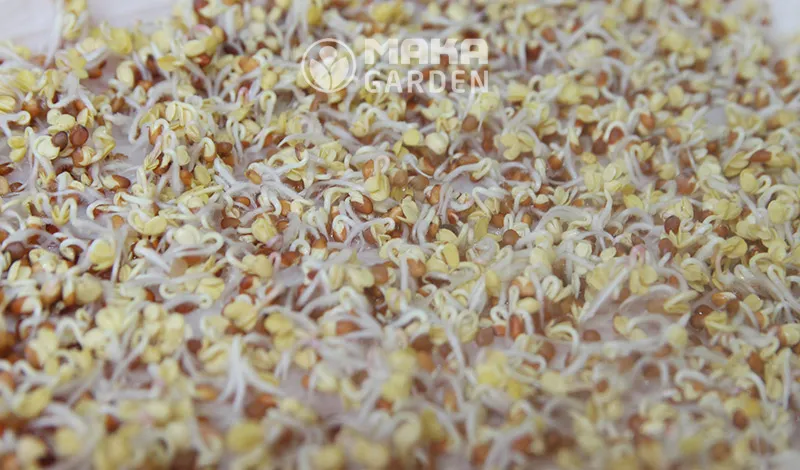 Hình ảnh cận cảnh các cây rau mầm đang vươn mình ra ánh sáng sau giai đoạn ủ tối, cho thấy sự phát triển tốt