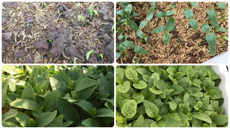 Hình ảnh cây mồng tơi đang được chăm sóc cẩn thận dưới ánh nắng