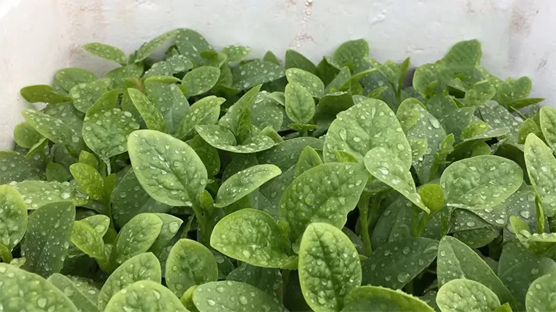 Rau mồng tơi sau khi được thu hoạch và tiếp tục phát triển đợt mới