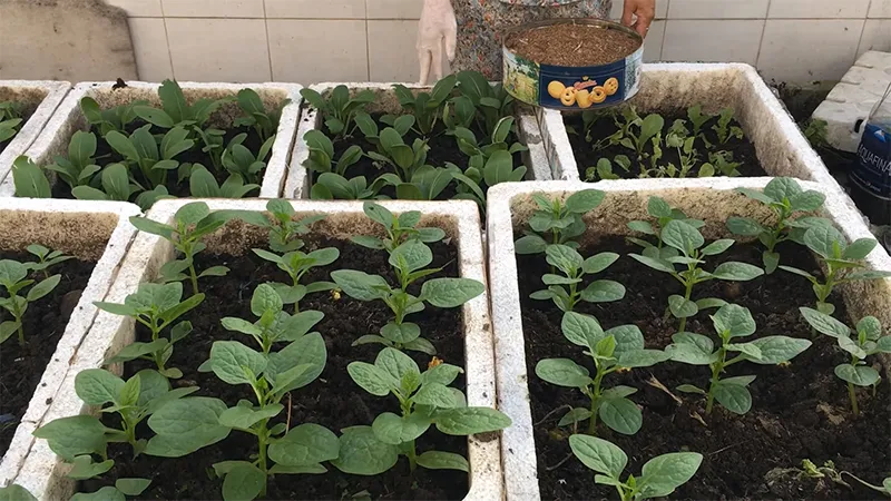 Trồng cây con mồng tơi vào thùng xốp với khoảng cách hợp lý