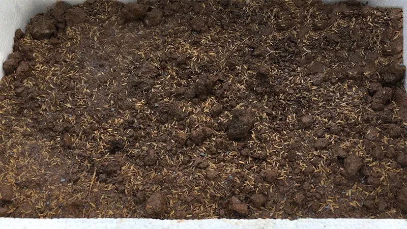 Chuẩn bị đất trồng mồng tơi tại nhà trong thùng xốp