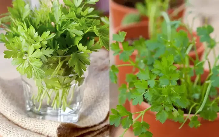 Hình ảnh các bước hướng dẫn trồng rau mùi từ rễ chi tiết