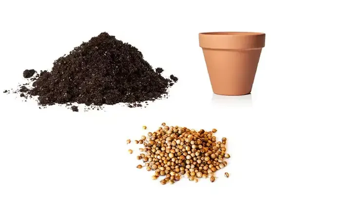 Dụng cụ và các bước chuẩn bị trồng rau mùi từ rễ tại nhà