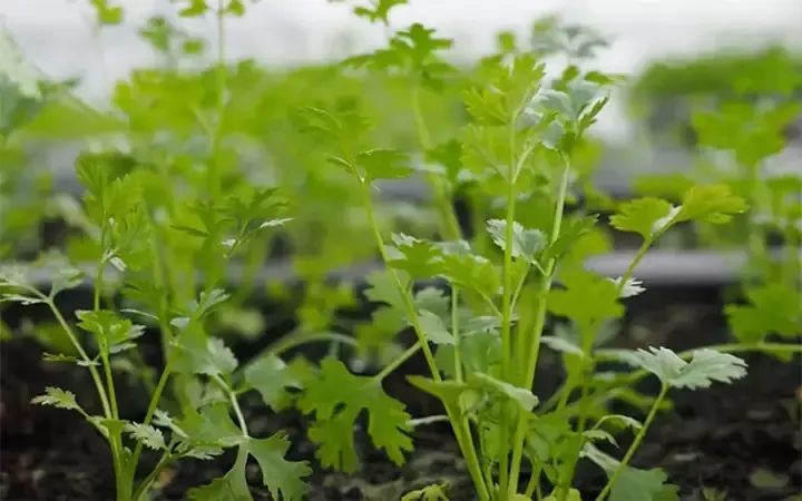 Tác dụng dinh dưỡng và y học của rau mùi, ngò rí