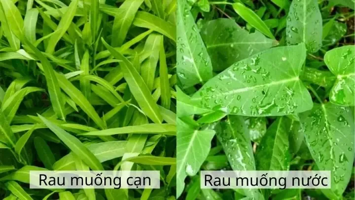 Mô hình trồng rau muống nước trên cạn trong thùng xốp tại nhà