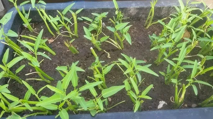 Kỹ thuật gieo hạt và ủ hạt rau muống nước trên cạn đúng cách