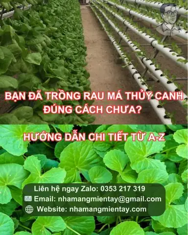 Cách Tái Chế Chai Nhựa Thành Chậu Trồng Rau Sạch: Hướng Dẫn Chi Tiết A-Z