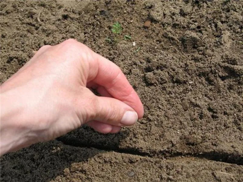 Cáº­n cáº£nh hÃ¬nh áº£nh gieo trá»“ng rau muá»‘ng sáº¡ch vÃ  an toÃ n táº¡i nhÃ 