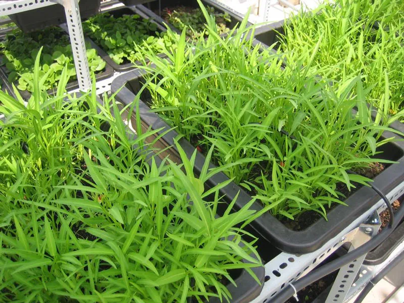 Cáº£nh thu hoáº¡ch rau muá»‘ng Ä‘áº§y Ä‘áº·n vá»›i nÄƒng suáº¥t cao