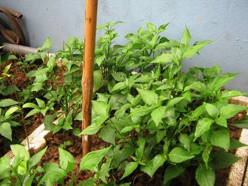 Cây rau ngót Nhật con sau khi giâm cành, đang được chăm sóc