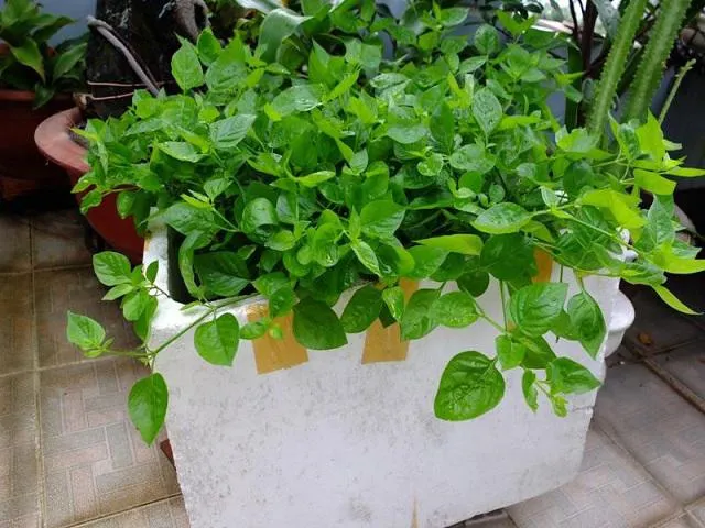 Trồng rau ngót Nhật trong thùng xốp tận dụng, chuẩn bị đất trồng