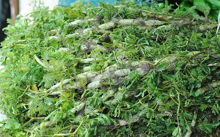 Những lưu ý về thời điểm và vị trí thích hợp để trồng rau nhút