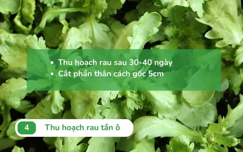 Cắt rau cách gốc 5cm để cây tiếp tục phát triển lứa mới