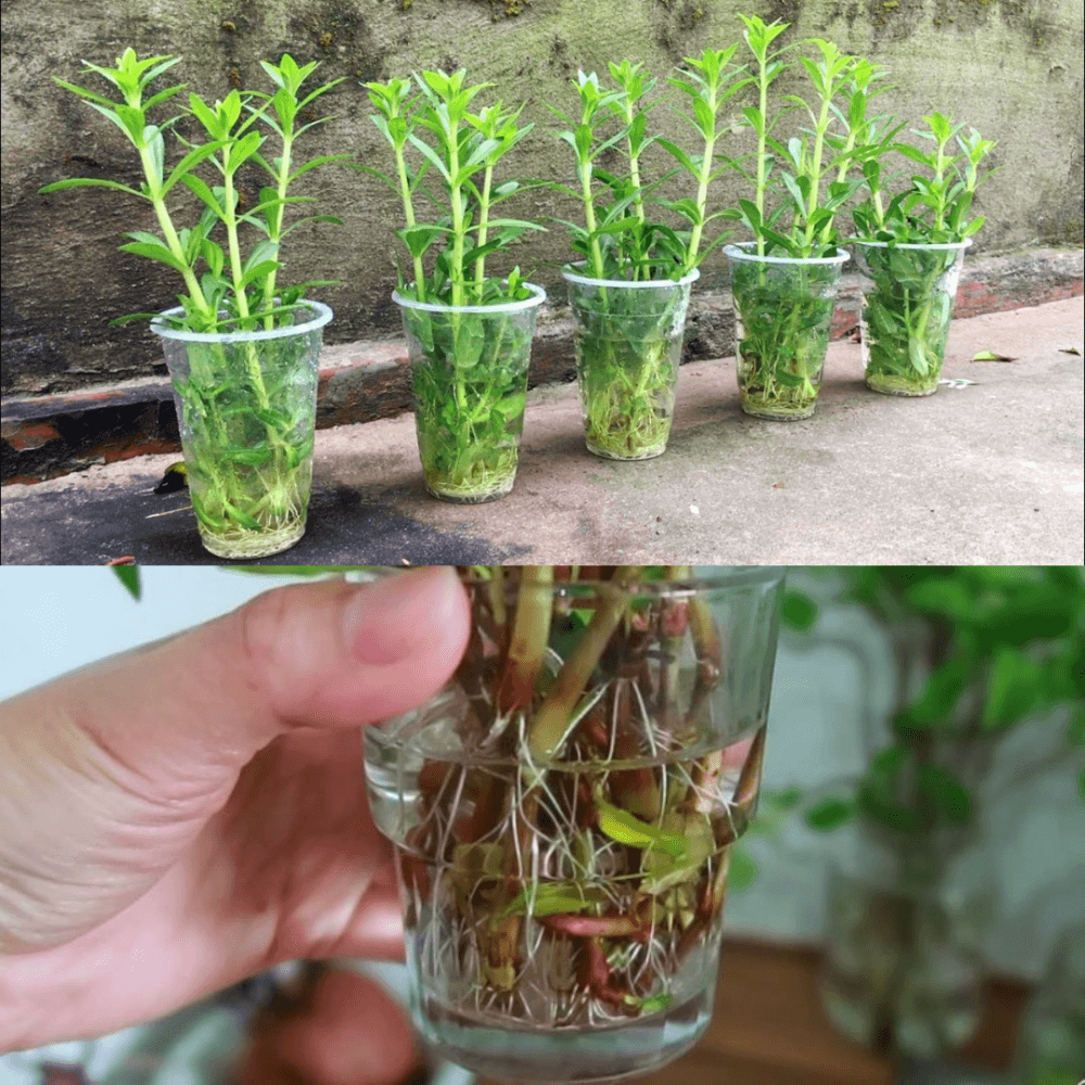 Cách Trồng Rau Từ Hạt Giống: Hướng Dẫn Chi Tiết A-Z Trồng Húng Quế Tại Nhà