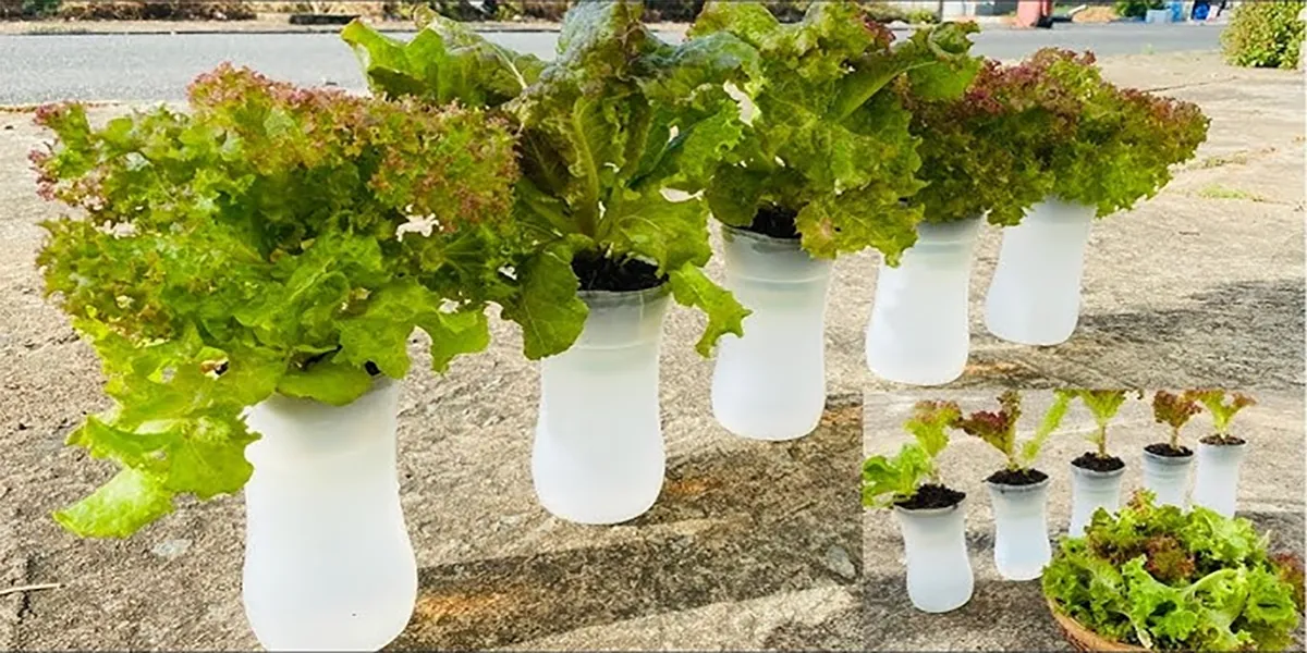 Vì sao nên trồng rau xà lách trong chai nhựa?