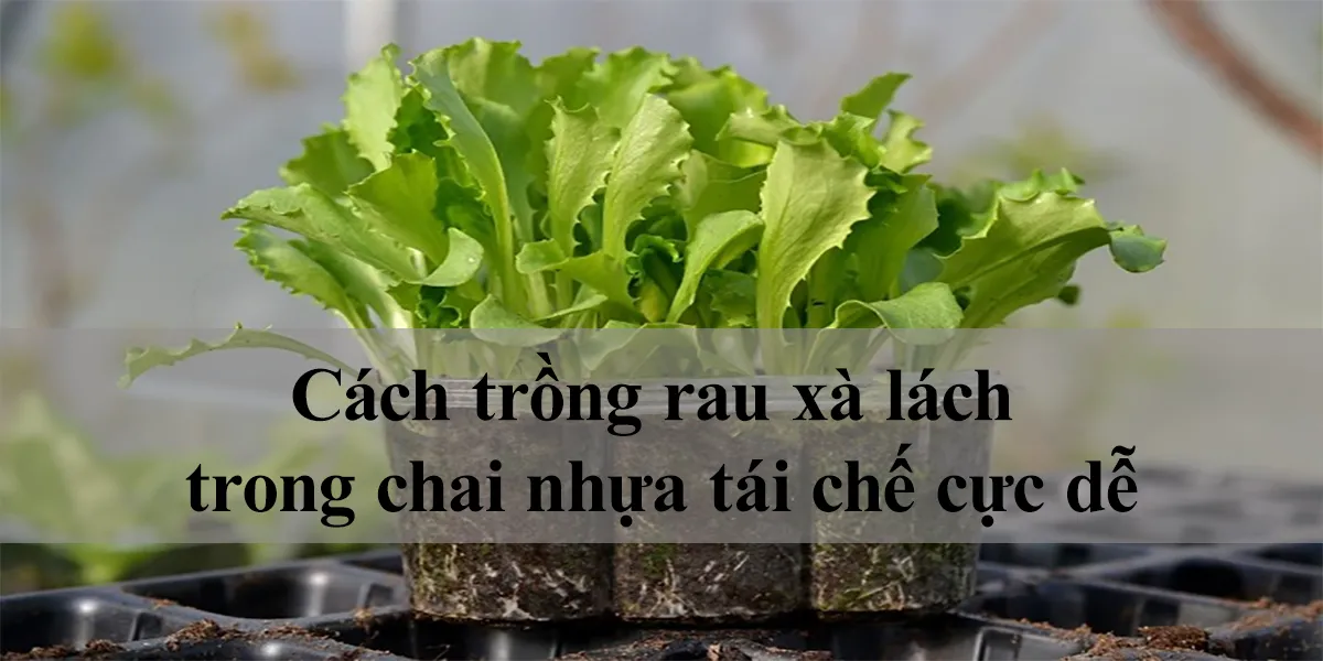 Cảnh trồng rau xà lách trong chai nhựa tái chế cực dễ