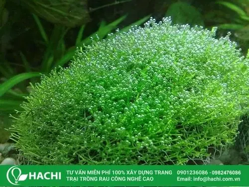 Quy trình kỹ thuật cách trồng rêu nhung trong chậu cảnh
