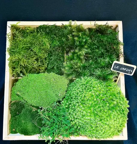 Hình ảnh rêu nhung xanh mướt được đặt trong tiểu cảnh mini