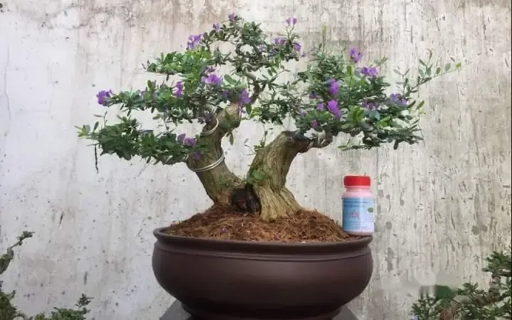 3công Dụng Của Cây Linh Sam Núi Trong Đời Sống