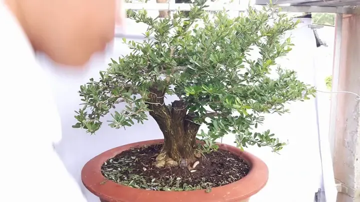 Cách Trồng Cây Sam Núi