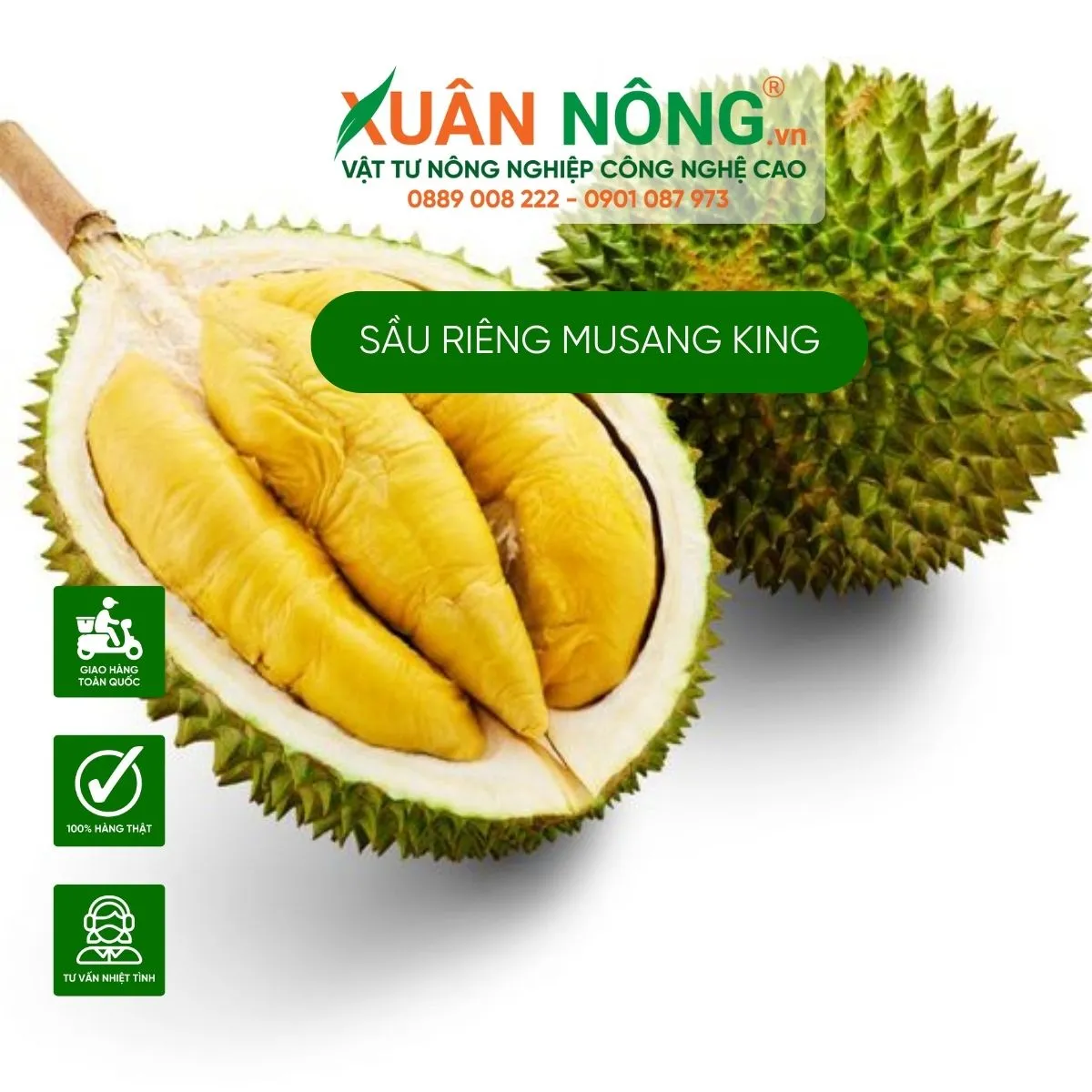 Kỹ thuật chọn giống sầu riêng Musang King khỏe mạnh