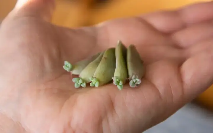 Hướng Dẫn Chi Tiết A-Z: Cách Trồng Sen Đá Từ Lá Tại Nhà