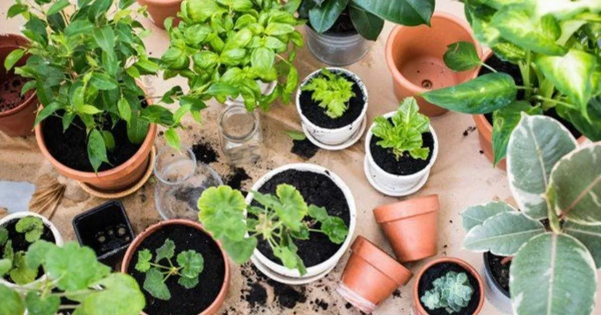 hướng dẫn chăm sóc sen đá chuỗi ngọc bi đúng cách