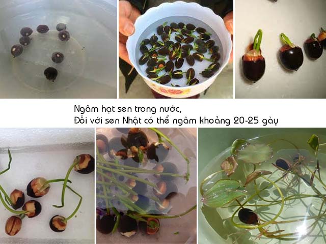 Cách Trồng Lan Bằng Chậu: Kỹ Thuật Toàn Diện Từ A Đến Z