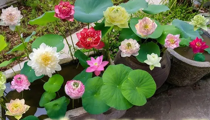 Hướng Dẫn Chi Tiết A-Z Cách Trồng Hoa Sen Cảnh Trong Chậu Nhanh Ra Hoa Và Bền Đẹp