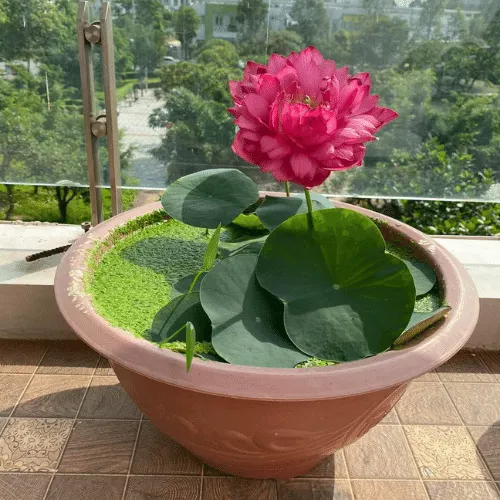 Hoa sen được trồng trong chậu vô cùng bắt mắt