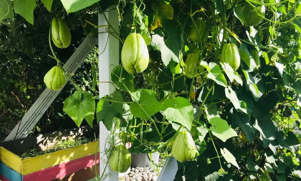 Điều kiện sinh trưởng của cây su su