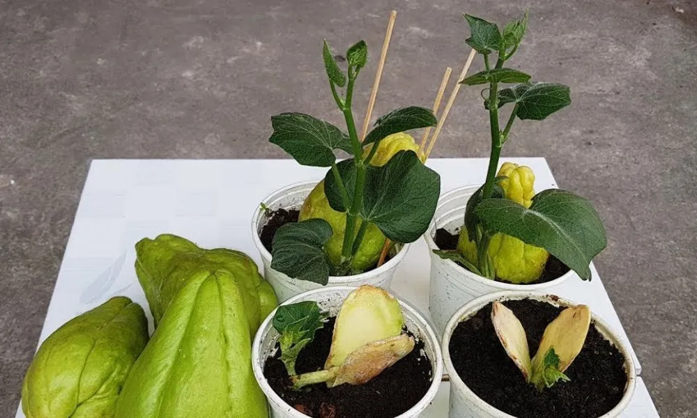 Cách trồng su su bằng quả đơn giản