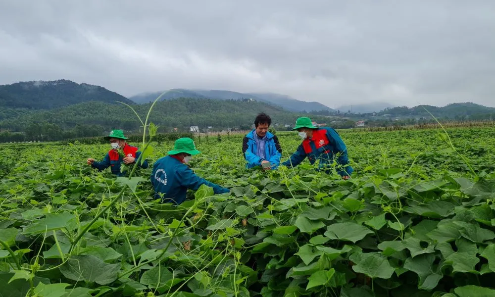 Cách giúp cho su su sai quả