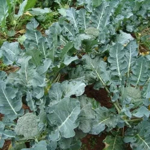 Cây súp lơ xanh đang phát triển trong vườn, minh họa các bước trồng súp lơ xanh