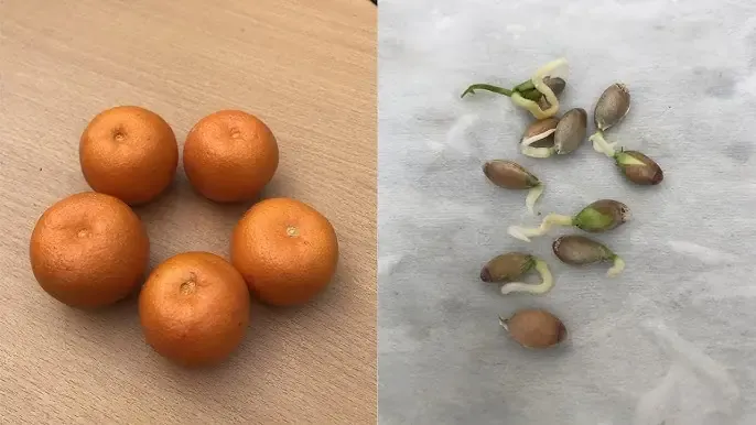 Bí quyết trồng cây tắc từ hạt: Thời vụ, tạo dáng và thu hoạch