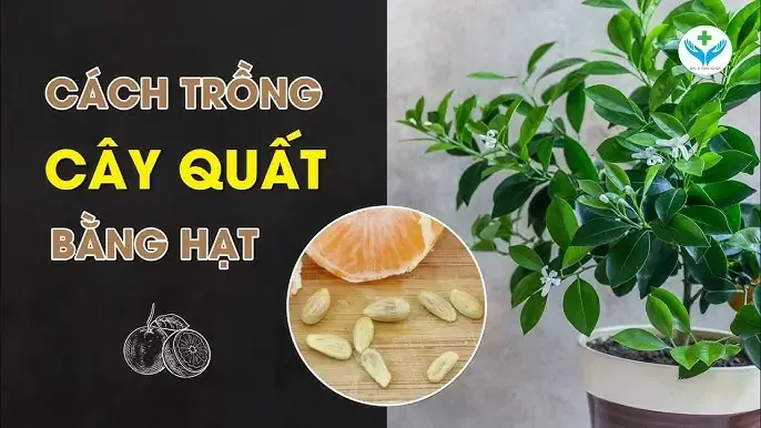 Kỹ thuật gieo hạt tắc từ hạt: Hướng dẫn chi tiết từng bước