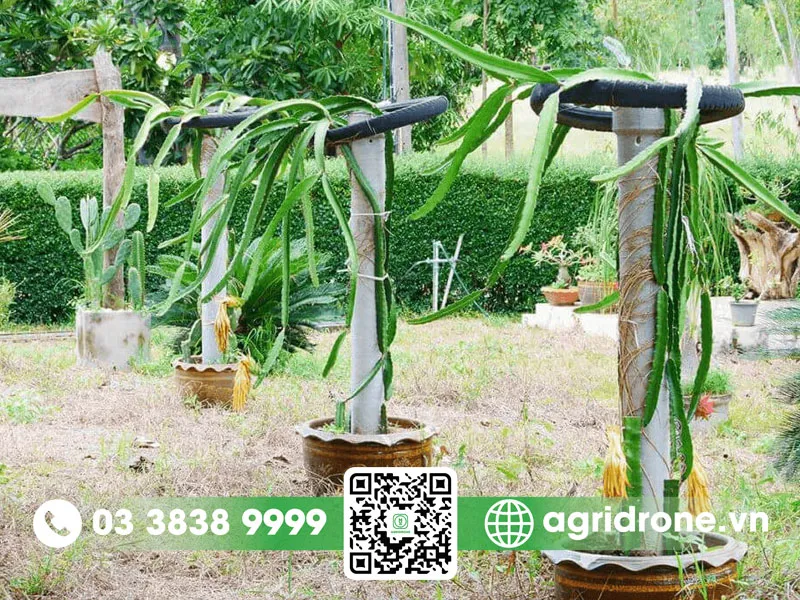 Cách Trồng Rau Sạch Tại Nhà: Hướng Dẫn Chi Tiết Từ A Đến Z