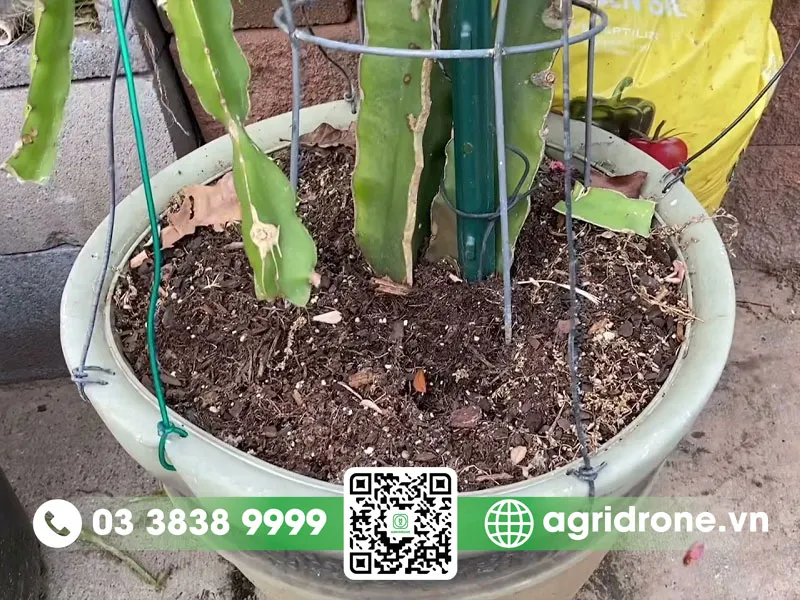 Các bước chuẩn bị giống và kỹ thuật trồng thanh long trong chậu